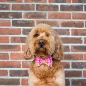 Barkley team member at the Chimney Coffee Company